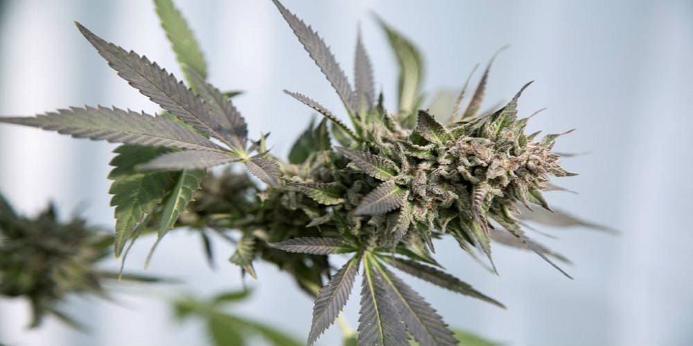 Как выращивать рассаду марихуаны даркнет 2019