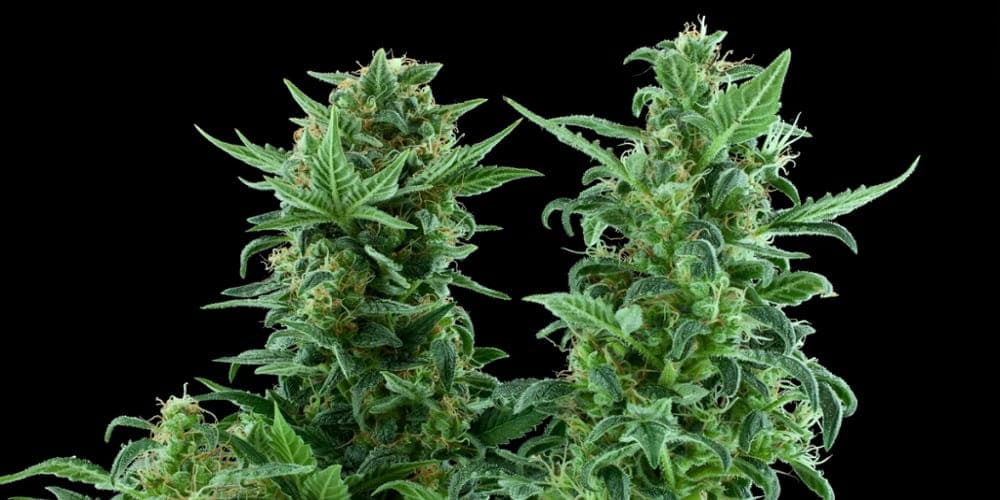 Елітне насіння марихуани