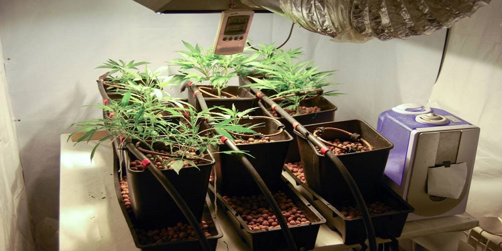 как вырастить марихуану из семени