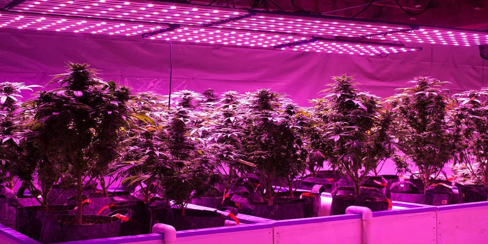 Какие лампы нужны для выращивания конопли лечебная марихуана показания