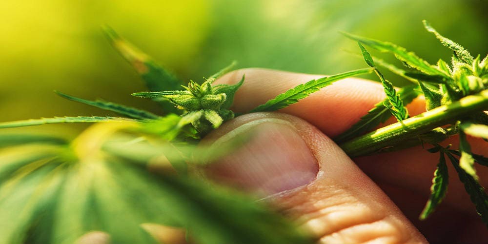 как отличить женское растение марихуаны от мужского