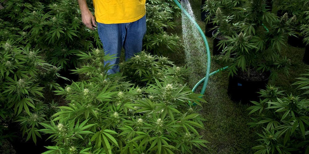 Как правильно затирать коноплю урожай с куста марихуаны