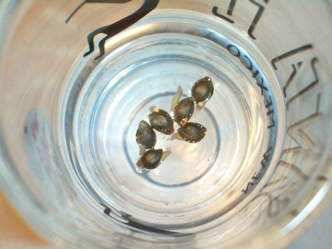 Сколько проростает семя конопли конопля рассказал журналист