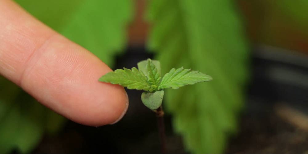 Как прорастить семечки марихуаны евгений конопля