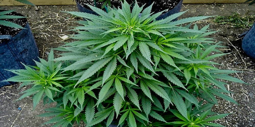 Поставщик семян марихуаны ссылки на hydra официальные