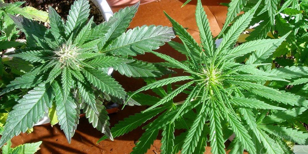 Инструкция выращивания марихуаны как выбирать страны в тор браузере гирда