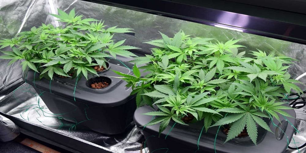 выращивание марихуаны методом гидропонике