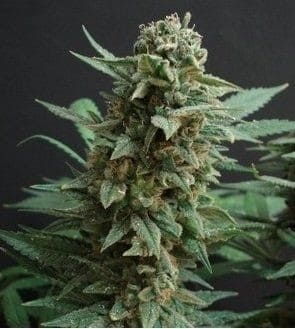 Northern Lights Feminized - 17332 product