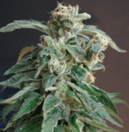 быстрорастущие семена марихуаны