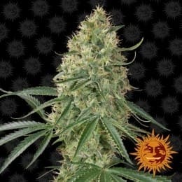 быстрорастущие семена марихуаны